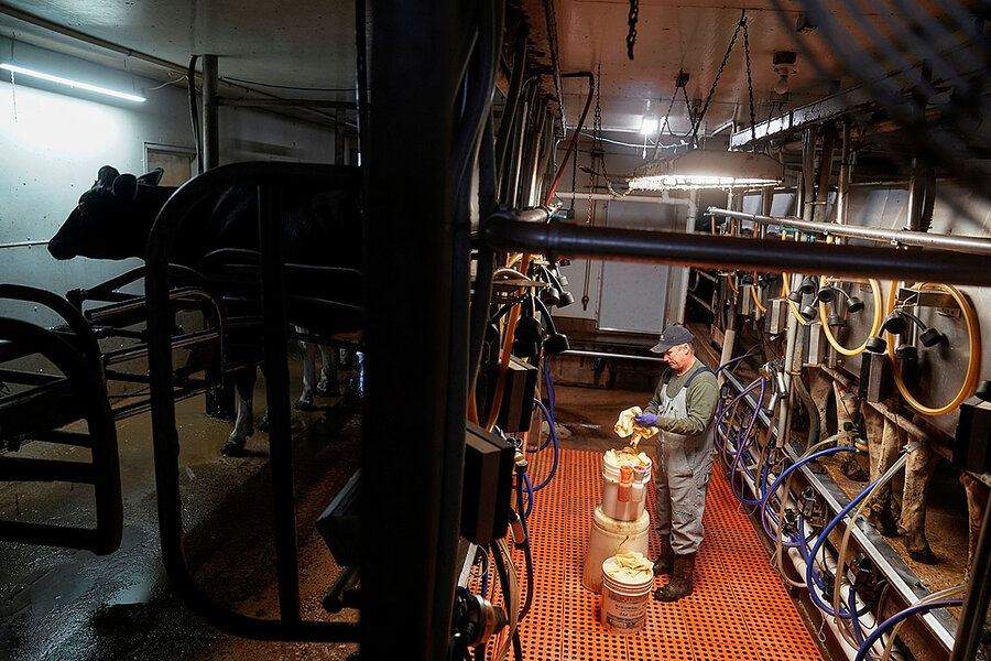 Milk is being dumped. Why is it so hard to address dairy market chaos